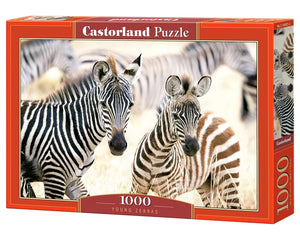Castorland - Young Zebras (1000 pcs)