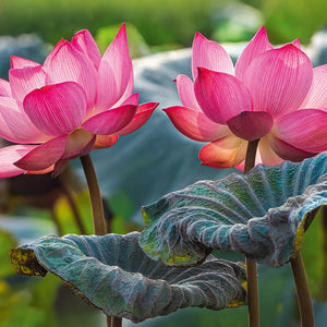 CherryPazzi - Pink Lotus Flowers (500pcs)