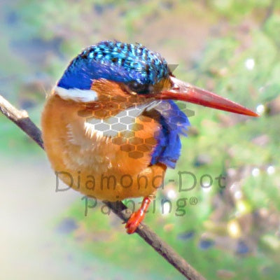 Diamond-Dot - DDP0630 - Kingfisher Right Facing (30x30) Full (Not Framed)
