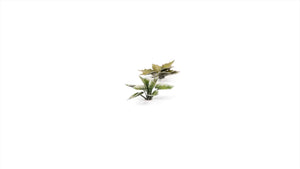 Gamers Grass - Laser Plants - Plantain Lily