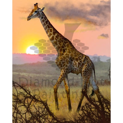 Diamond-Dot - DDP0874 - Giraffe at Sunset (40x50) Full